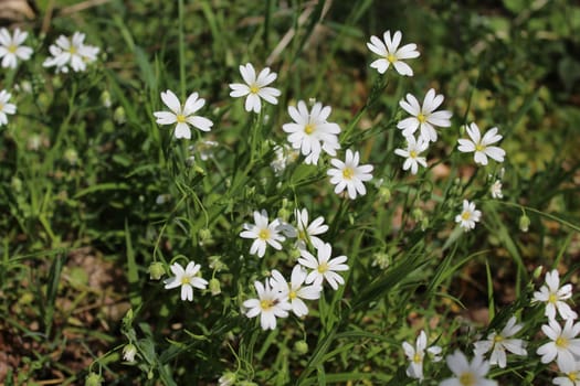 The picture shows a field with white flowers