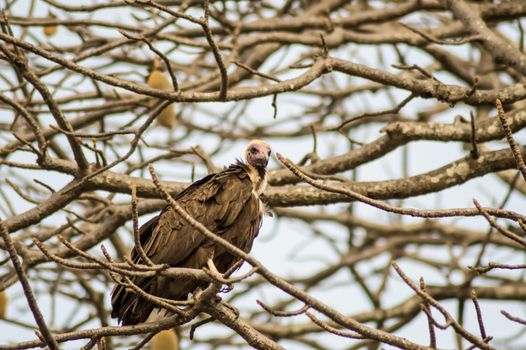 A vulture resting on the branch with a background of multiple tree branches in The Gambia