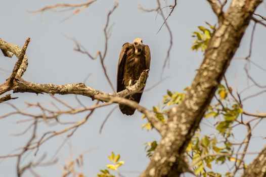 A vulture resting on the branch with a background of multiple tree branches in The Gambia