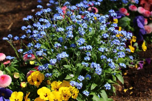 The picture shows a blue flower in the garden