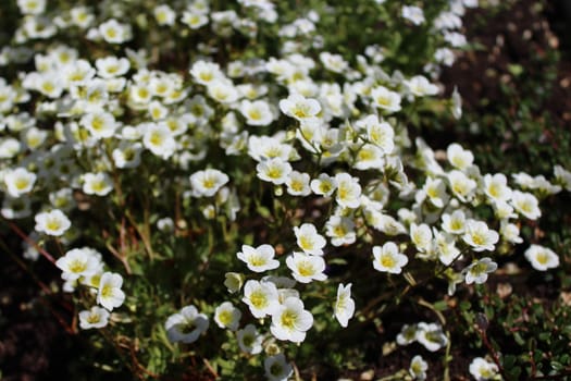 The picture shows a field with white flowers