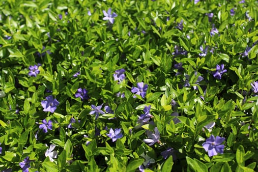 The picture shows a field of blue flowers