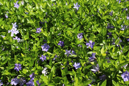 The picture shows a field of blue flowers