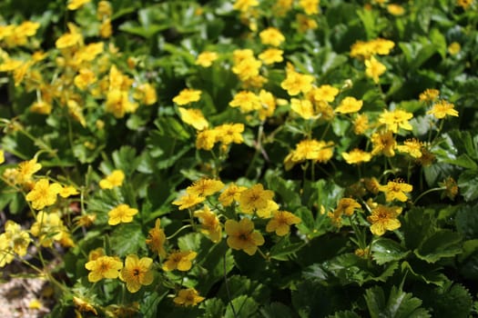 The picture shows many yellow flowers in the garden