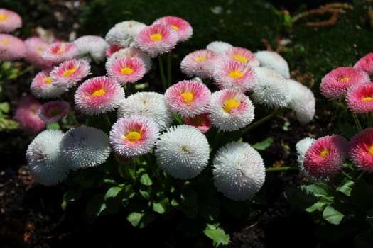 The picture shows a field with many colorful daisies