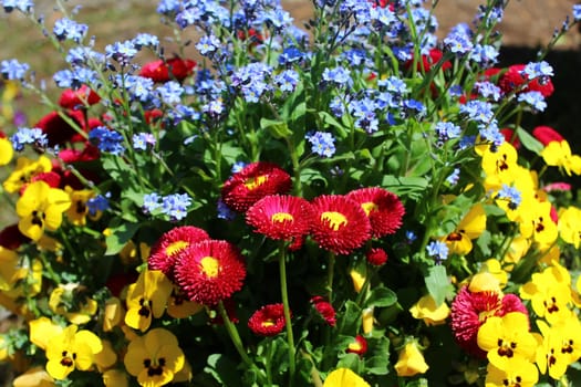 The picture shows a field with many colorful daisies