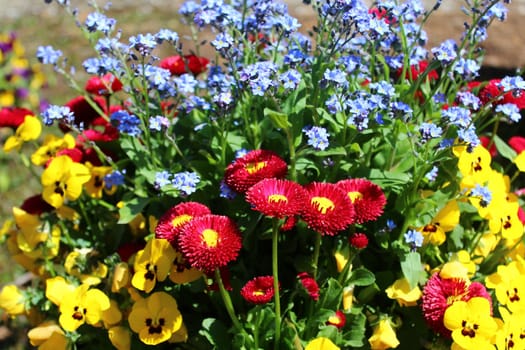 The picture shows a field with many colorful daisies