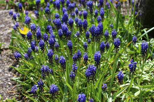 The picture shows a grape hyacinth in the garden