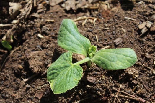 The picture shows a young pumpkin plant in the garden