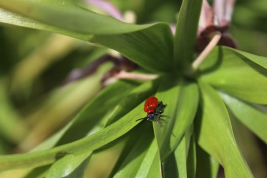 The picture shows a lily leaf beetle on a leaf