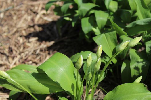 The picture shows wild garlic with buds in the ground