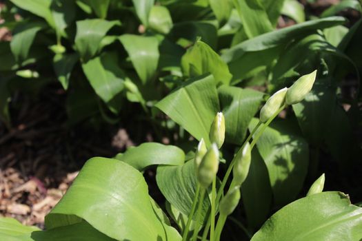 The picture shows wild garlic with buds in the ground