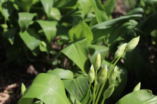 The picture shows wild garlic with buds in the ground