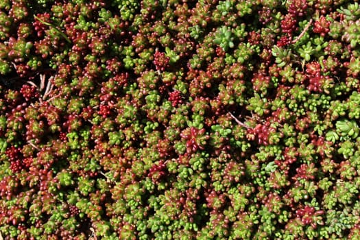 The picture shows ground cover plants in the garden