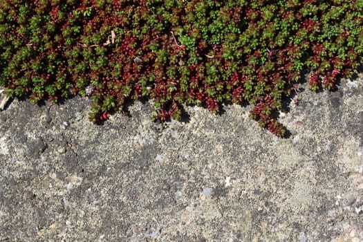The picture shows ground cover plants in the garden