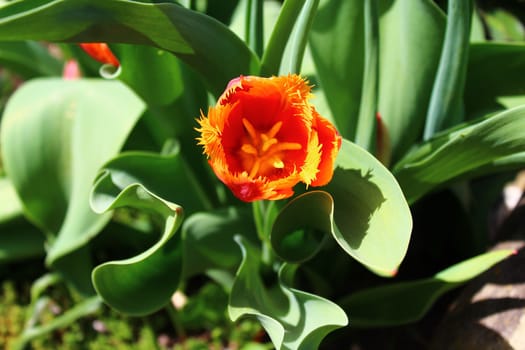 The picture shows beautiful tulips in the garden