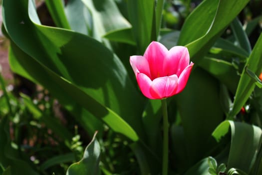 The picture shows beautiful tulips in the garden