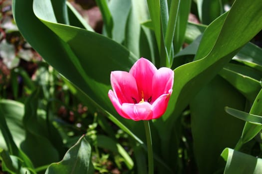 The picture shows a beautiful tulips in the garden