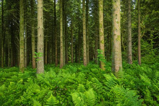 Hard Ferns (Blechnum spicant) cover the forest floor of Woodburn Forest; Carrickfergus: a mixed conifer and broad leafed woodland with public walkways and reservoirs owned by Northern Ireland Water.