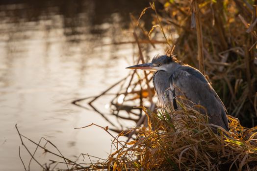 A common Grey Heron (Ardea cinerea) patiently rests under cover of reeds.