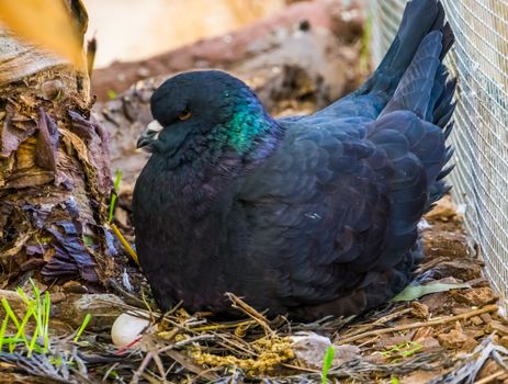 black king pigeon sitting in its nest with eggs in closeup, popular tropical bird specie
