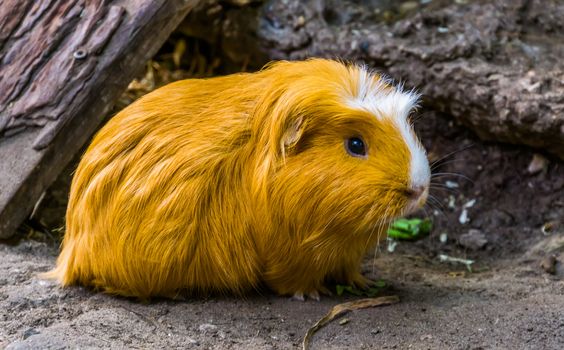 beautiful closeup portrait of a domestic guinea pig, popular rodent specie from America