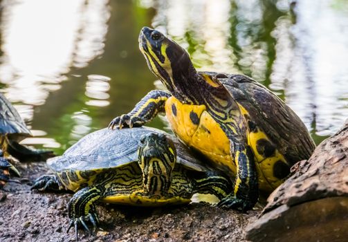 closeup of a cumberland slider turtle climbing on the other, typical animal behavior, terrapin basking