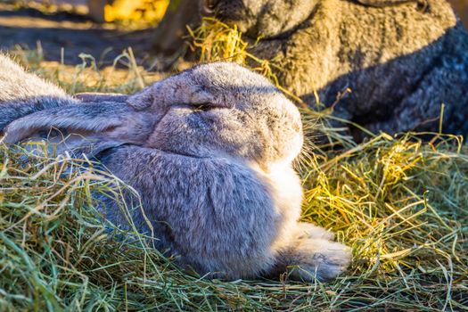 closeup of a grey european rabbit, popular domesticated bunny specie