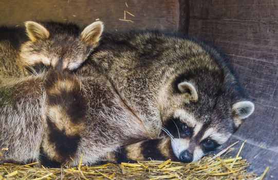 common raccoon couple laying close together in closeup, Tropical animal specie from America