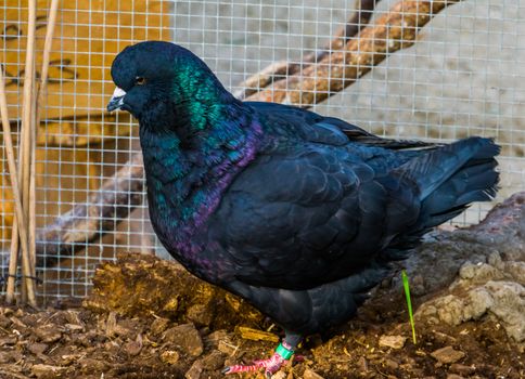black king pigeon in closeup, popular tropical bird specie