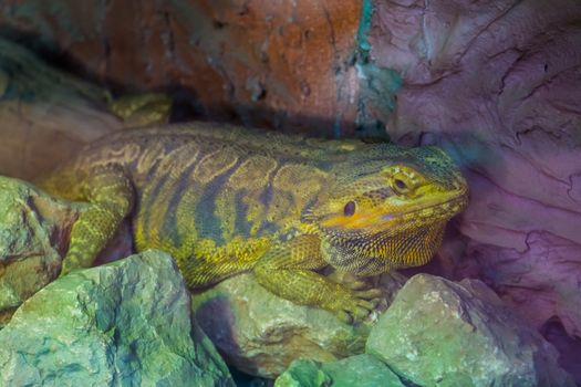 closeup portrait of a bearded dragon lizard, tropical reptile specie from Australia