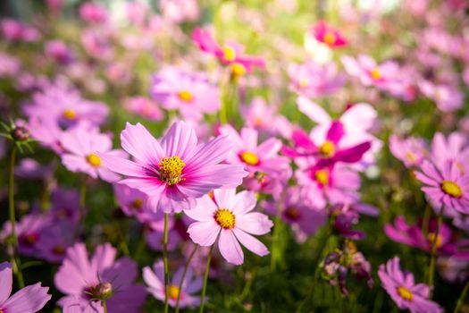  Beautiful Cosmos flowers in garden. Nature background.