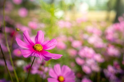  Beautiful Cosmos flowers in garden. Nature background.