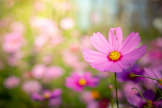  Beautiful Cosmos flowers in garden. Nature background.