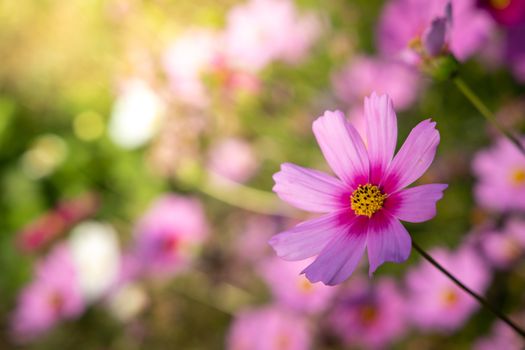  Beautiful Cosmos flowers in garden. Nature background.