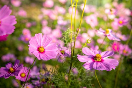  Beautiful Cosmos flowers in garden. Nature background.