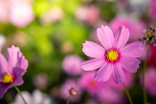  Beautiful Cosmos flowers in garden. Nature background.