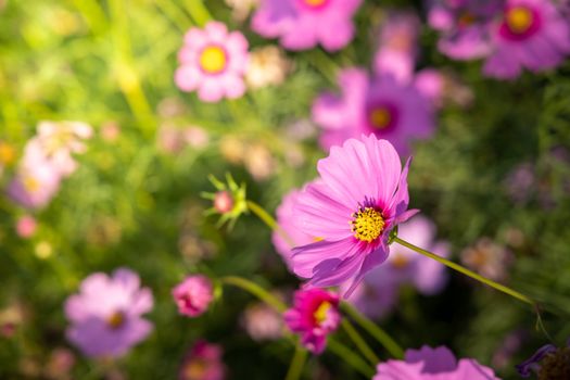  Beautiful Cosmos flowers in garden. Nature background.