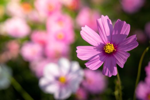  Beautiful Cosmos flowers in garden. Nature background.