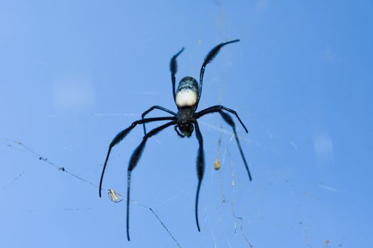 A black legged hairy golden orb weaver spider (Trichonephila fenestrata) on its web, George, South Africa