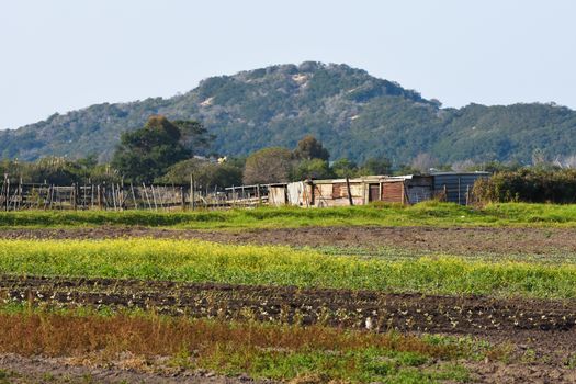 A rural settlement farm field with sprouting crops and a primitive shack and fence, Mossel Bay, South Africa