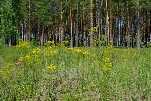 Forest, fresh and green grass, blooms in yellow, white, pink flowers in an open meadow under the bright sun in the summer harvest season with maximum therapeutic effect against the background of tall pine trunks.