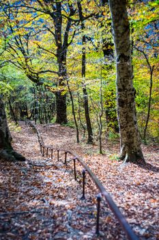 Forest pathway in autumnal Caucasus mountan in Tianeti area in Georgia