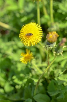 Bee on a dandelion at spring photo