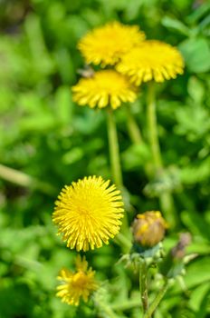 Bee on a dandelion at spring photo