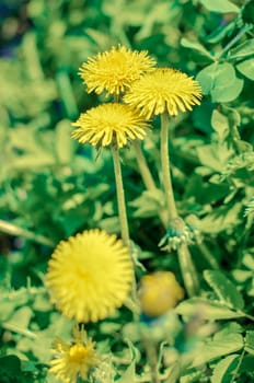 Yellow dandelion flower at spring closeup