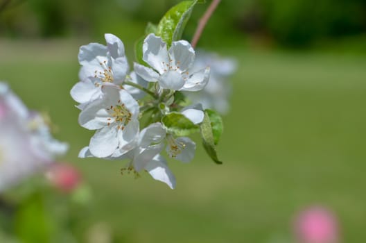 Picture of apple flower close-up on a light green background at spring