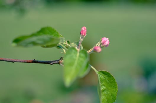 Picture of apple flower close-up on a light green background at spring