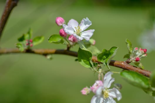 Picture of apple flower close-up on a light green background at spring