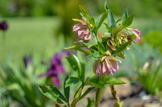 Red hellebore spring flower in a garden surrounded by green grass and plants and trees in the garden